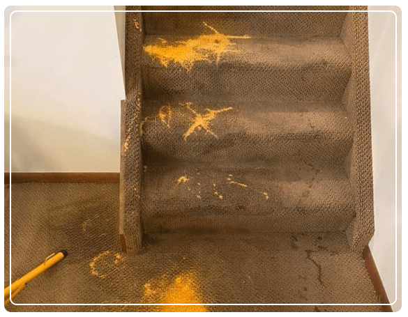 Carpet Stains Removal Services in Carrum Downs